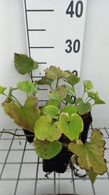 Brunnera macrophylla 'Hadspen Cream' - pot 9x9 cm