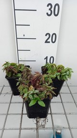 Lamiastrum galeobdolon 'Herman's Pride' - pot 9x9 cm