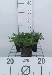 Dianthus deltoides 'Albiflorus' - pot 9x9 cm -