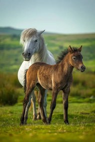 Foto Young and adult horse, Roy Anderson