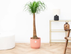 Beaucarnea - 120cm