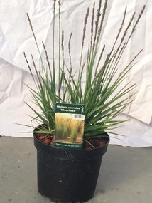 Molinia caerulea 'Moorhexe' - pot 3L -