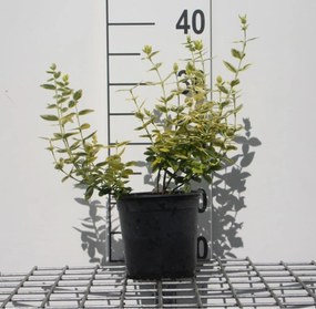 Euonymus fortunei 'Emerald 'n' Gold' - pot 1,3L - 15-20 cm