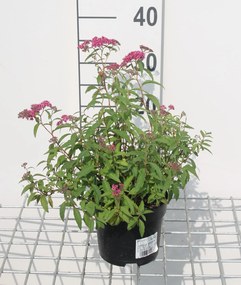 Spiraea japonica 'Anthony Waterer' - pot 1,3L - 20-25 cm -