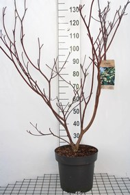 Cornus controversa 'Pagoda' - pot 12L - 100-125 cm
