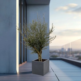 Olijfboom Olea Europaea Lorc vertakt inclusief Grigio Cube - 225cm