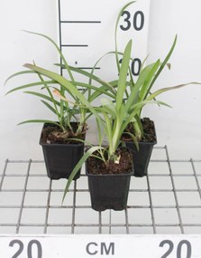 Agapanthus africanus - pot 9x9 cm -