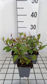Phygelius x rectus 'African Queen' - pot 9x9 cm