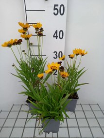 Coreopsis grandiflora 'Sunfire' - pot 9x9 cm -