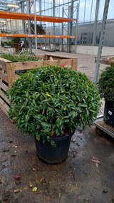 Prunus lusitanica 'Angustifolia' - pot - bolvorm diameter 80+ cm