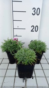 Dianthus gratianopolitanus 'Eydangeri' - pot 9x9 cm