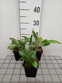 Centaurea scabiosa - pot 9x9 cm -