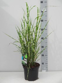 Miscanthus sinensis 'Strictus' - pot 3L -