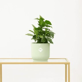 Coffea Arabica (Koffieplantje) - 15cm