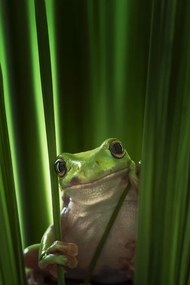 Foto Green Frog, Ahmad Gafuri