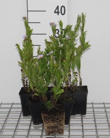 Kalimeris incisa - pot 9x9 cm