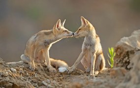 Foto Foxes , Kiss, Shlomo Waldmann