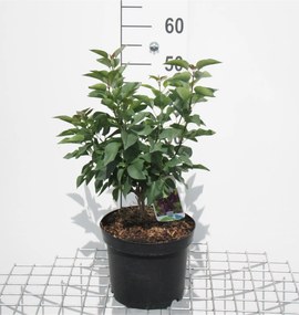 Syringa vulgaris'Charles Joly'- pot - 50-60 cm