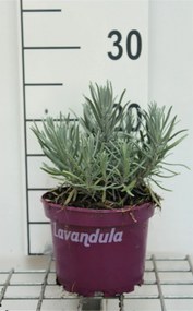 Lavandula angustifolia 'Dwarf Blue' - pot 1,5L (Lavendel) -