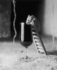 Foto Soused Mouse, Charles Hewitt