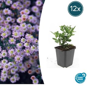 Aster ageratoides 'Stardust' - 20cm