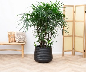 Rhapis Excelsa - 120cm