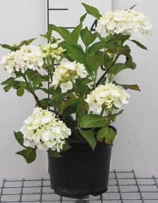 Hydrangea macrophylla 'Soeur Thérèse' - pot - 25-30 cm -
