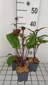 Echinacea purpurea 'Fatal Attraction' - pot 9x9 cm -