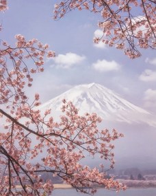Kunstfotografie Mt. Fuji in the cherry blossoms, Makiko Samejima, (30 x 40 cm)
