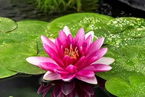 Nymphaea 'Escarboucle' - pot 11x11 cm