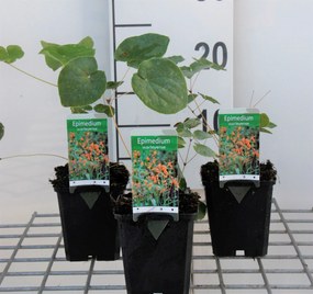 Epimedium x warleyense - pot 9x9 cm