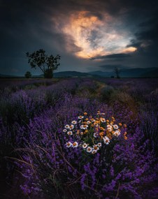 Kunstfotografie Lavender, Jeni Madjarova, (30 x 40 cm)