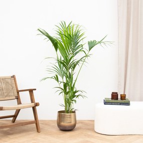 Kentia palm - 150 cm