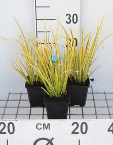 Acorus gramineus 'Ogon' - pot 9x9 cm -