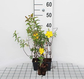 Hypericum 'Hidcote' - pot 9x9 cm -