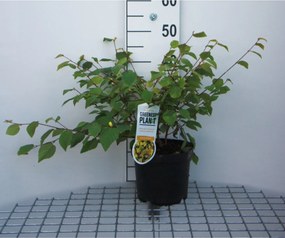 Corylopsis pauciflora - pot - 30-40 cm