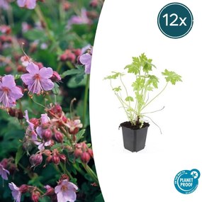 Geranium Macrorrhizum - 20cm