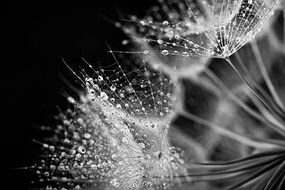 Foto Dandelion seed with water drops, Jasmina007, (40 x 26.7 cm)