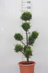 x Cupressocyparis leylandii 'Castlewellan' - pot 14L - 100-125 cm - pompon