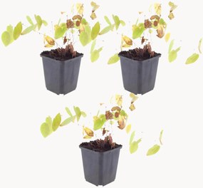 Planten Barrenwort Epimedium × youngianum Niveum, 3-delig