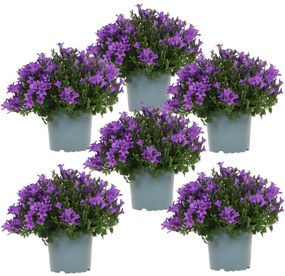 Campanula Addenda (paarse Klokjesbloem) - 20cm