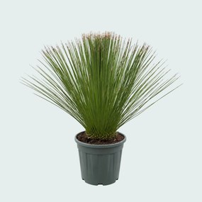 Dasylirion Longissimum - 110 cm