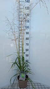 Molinia arundinacea 'Transparent' - pot 3L -