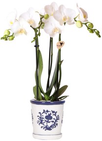 Orchidee Jamaica (Phalaenopsis) inclusief sierpot 'Malaga'