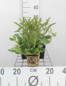 Verbena bonariensis - Stijf ijzerhard - pot 9x9 cm -