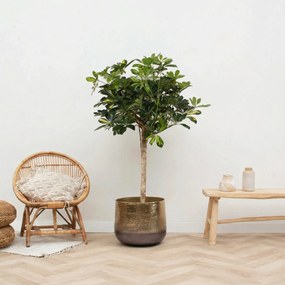 Schefflera Gold Capella op stam - 130 cm