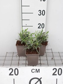 Lavandula x intermedia 'Alba' - pot 9x9 cm -