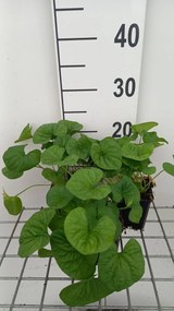 Viola sororia 'Albiflora' - pot 9x9 cm -