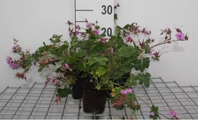 Geranium x cantabrigiense 'Cambridge' - pot 9x9 cm -