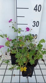 Geranium x riversleaianum 'Russell Prichard' - pot 9x9 cm